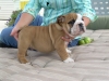 Cute-English-bulldog-Puppies-For-Adoption